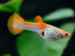 Guppy: Fish Species Profile