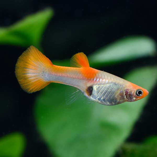 Guppy: Fish Species Profile